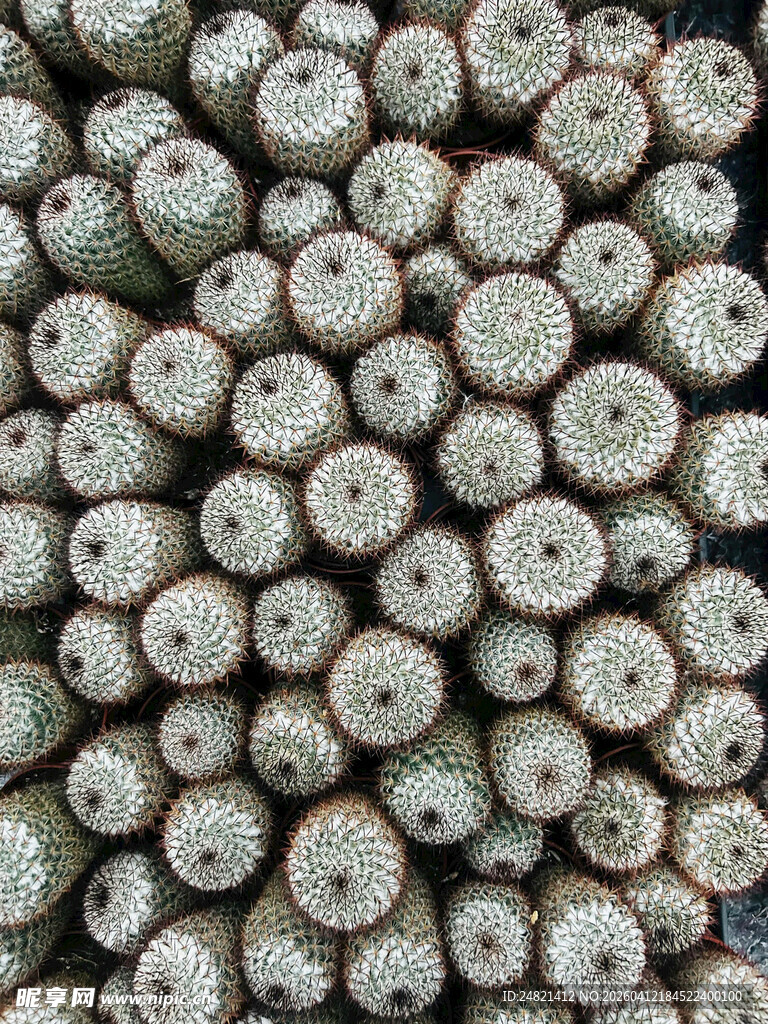 整齐堆叠的圆木