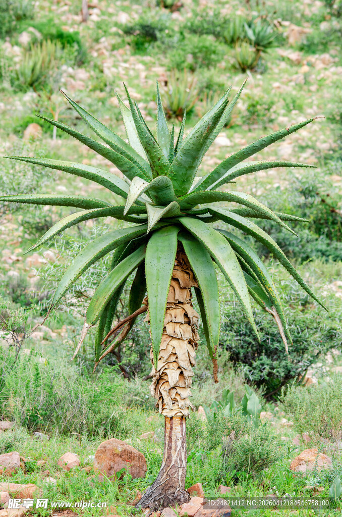 单株芦荟展现顽强生命力
