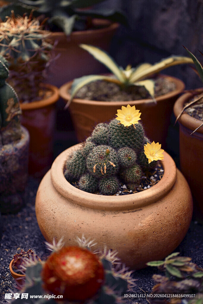 陶盆中的可爱仙人掌盆栽