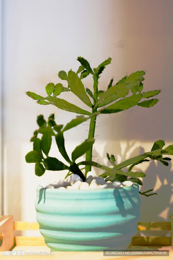 蓝盆中的翠绿多肉植物