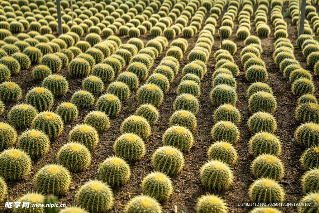 仙人掌种植园壮观景象
