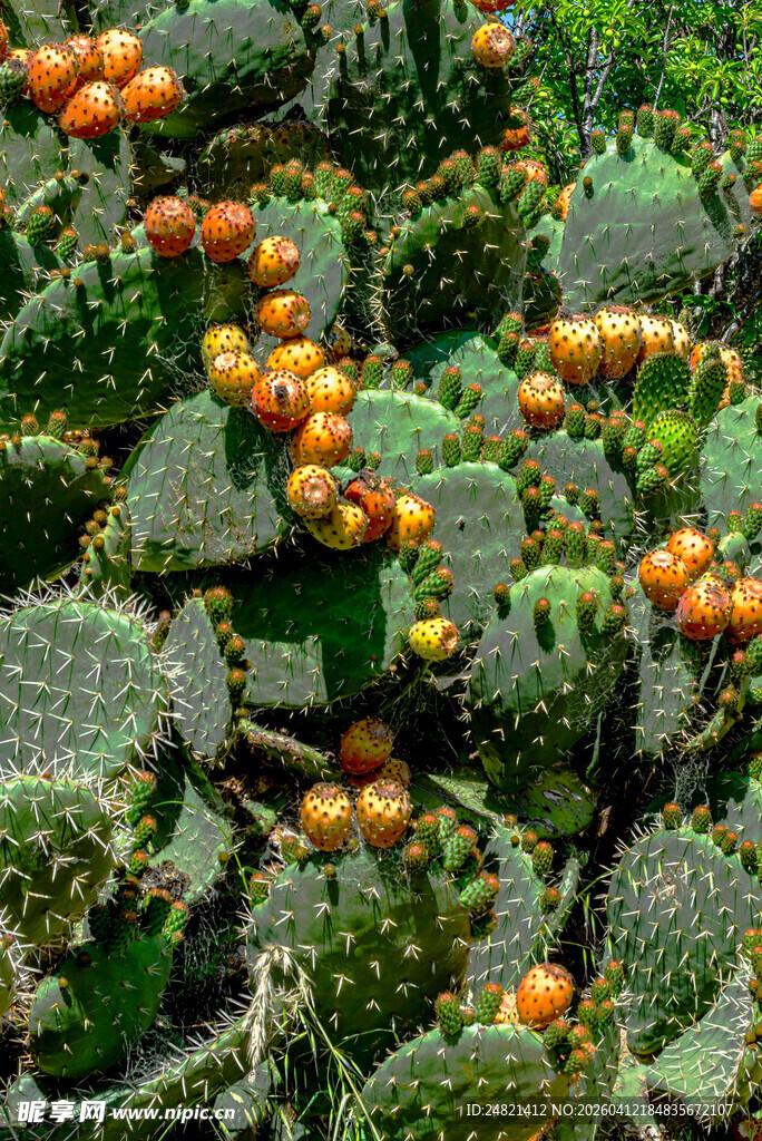 带果实仙人掌特写