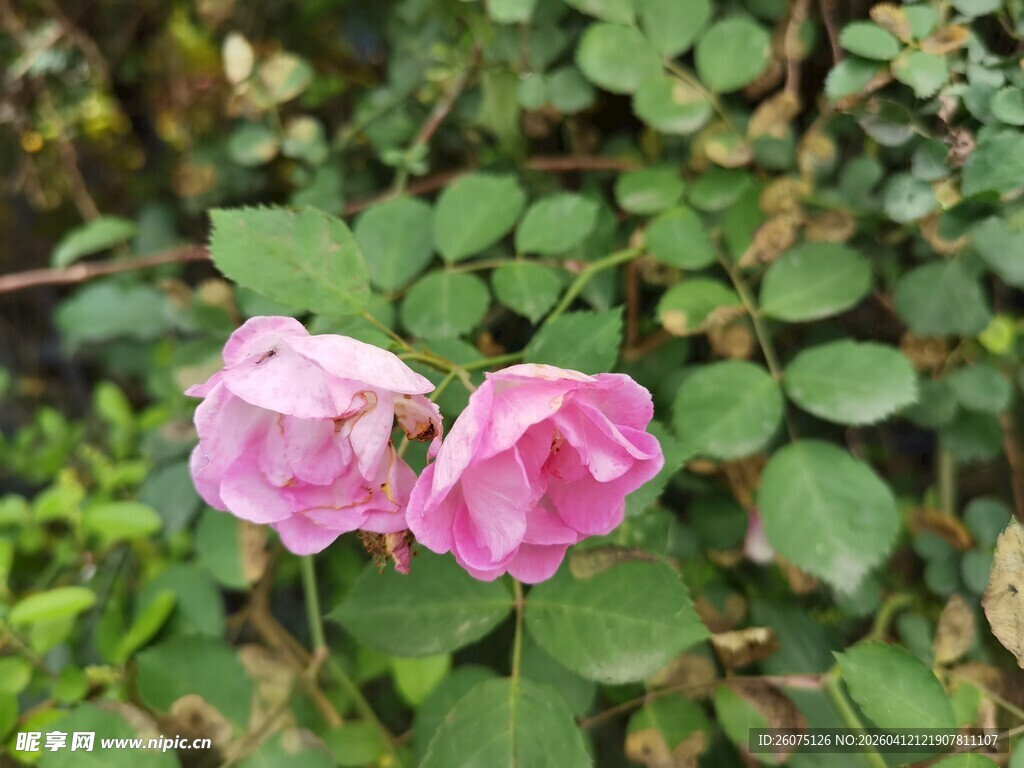 两朵娇艳的粉色玫瑰花