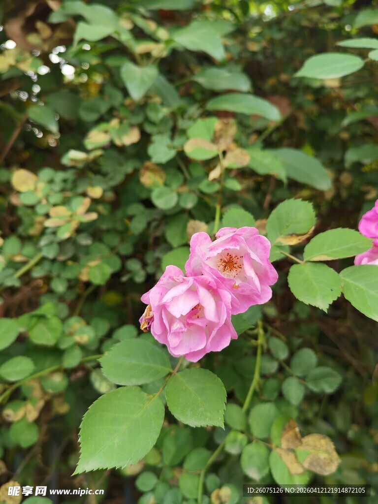 娇艳粉色蔷薇花绽放