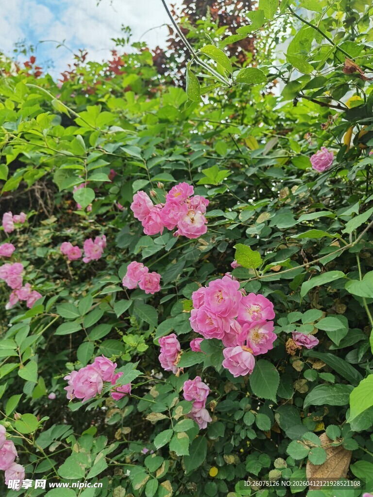 盛开的粉色蔷薇花丛