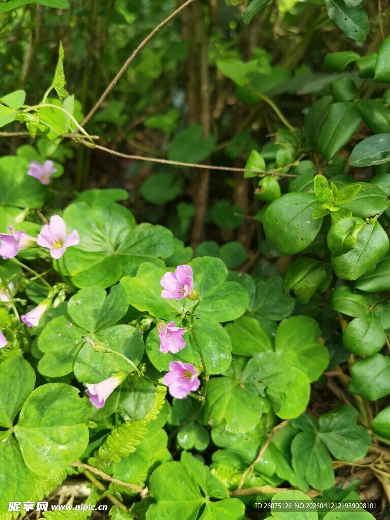 绿叶丛中的粉色小花