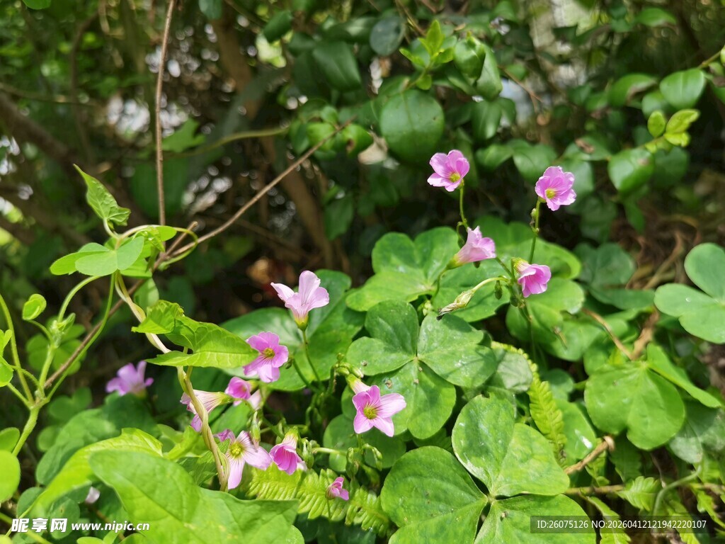 林间绽放的粉紫色小花