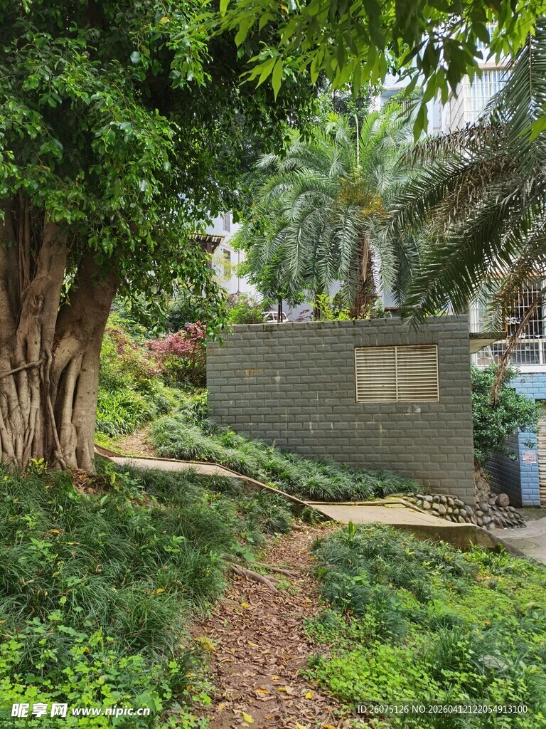 林间小径旁的绿意景致