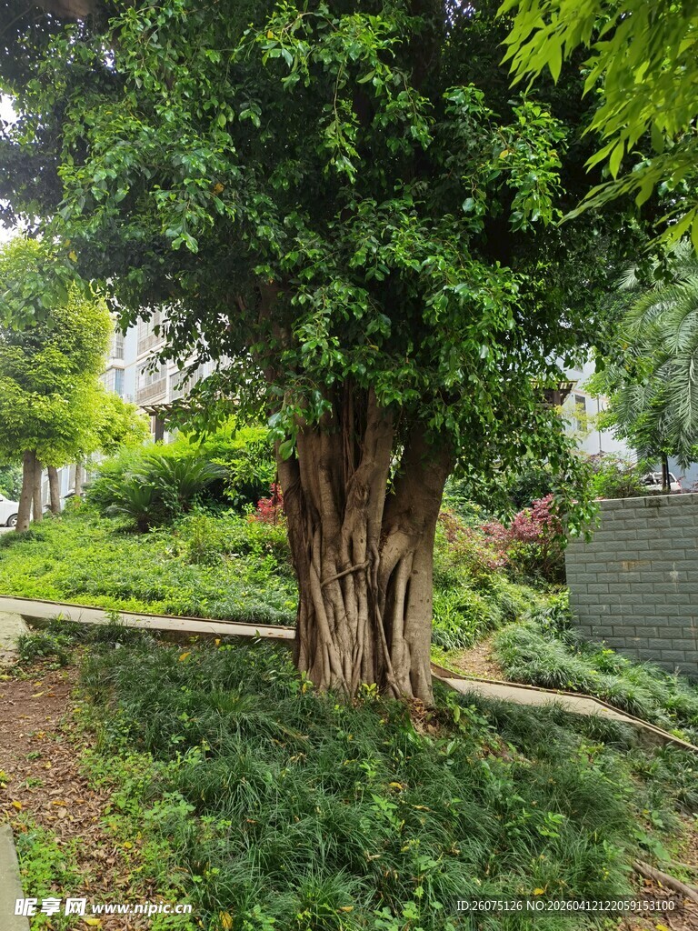 庭院中的葱郁大树