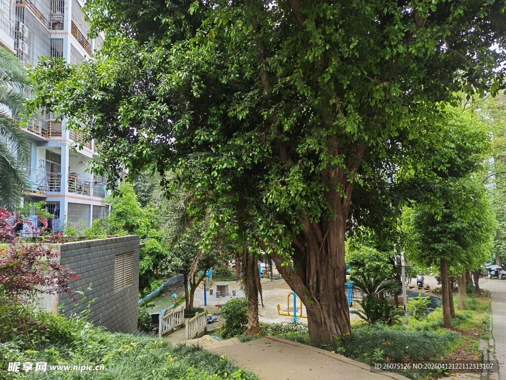 城市中静谧的绿树小径