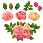 玫瑰花卉素材