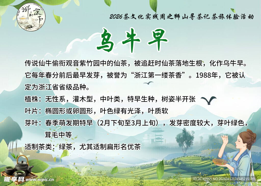 乌牛早茶叶介绍与展示