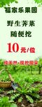 福乐果园野菜10元随便挖