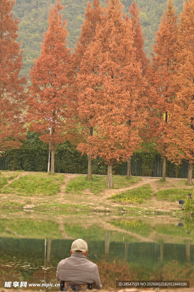 湖畔独坐赏秋色的人