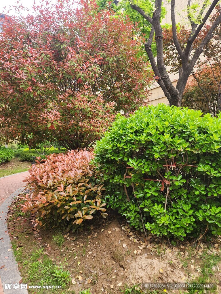 多彩灌木装点的园林小径