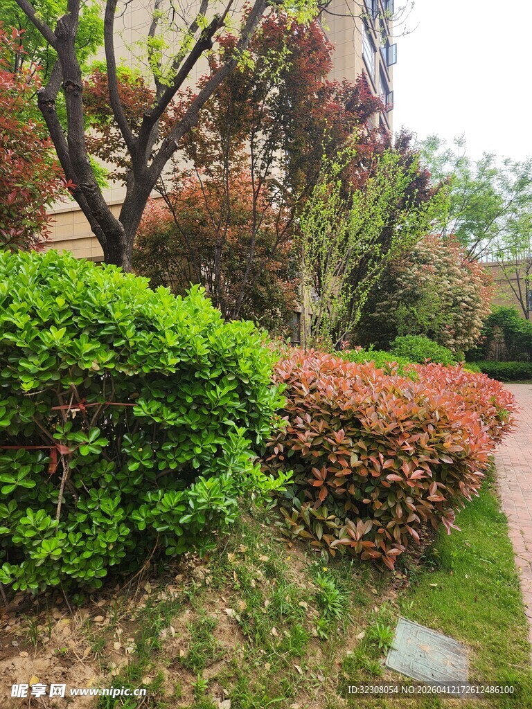 园林景观中的多彩绿植