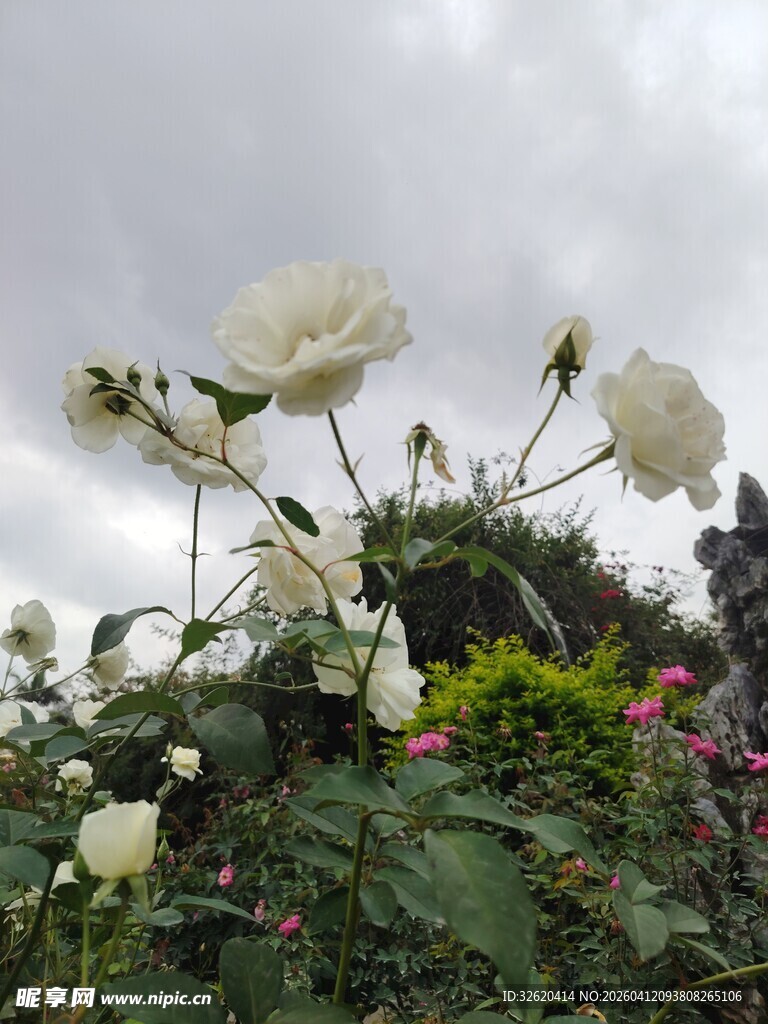 白色玫瑰绽放于花丛中