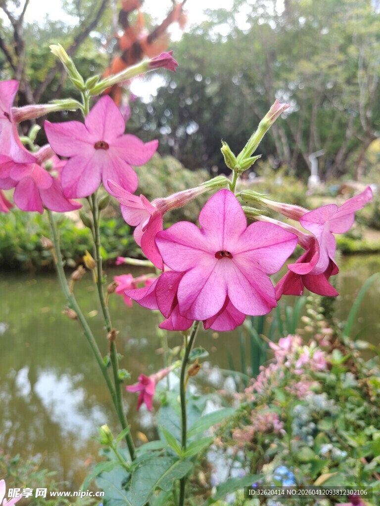 湖畔绽放的娇艳粉色花卉