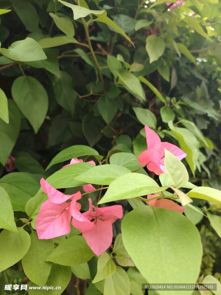 绿叶丛中的娇艳粉色花朵