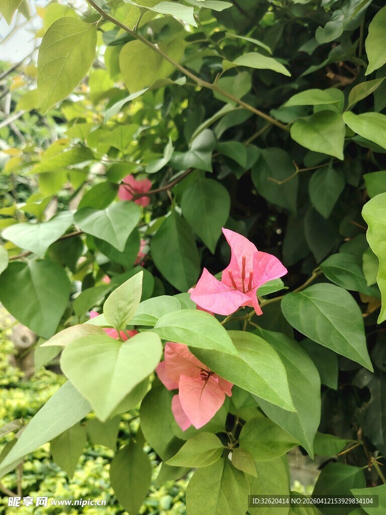 绿叶丛中的娇艳粉色花朵