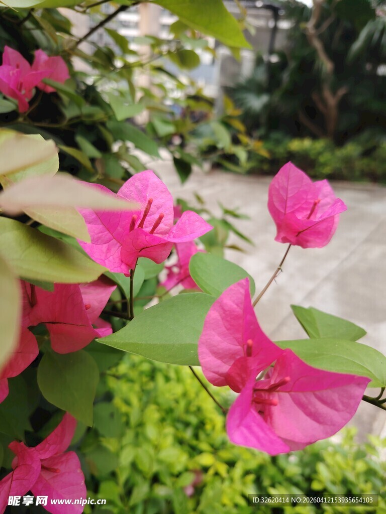 娇艳绽放的三角梅