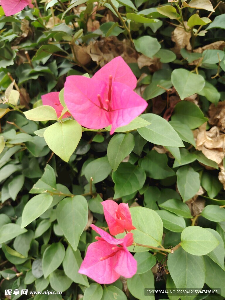 娇艳粉色扶桑花绽放