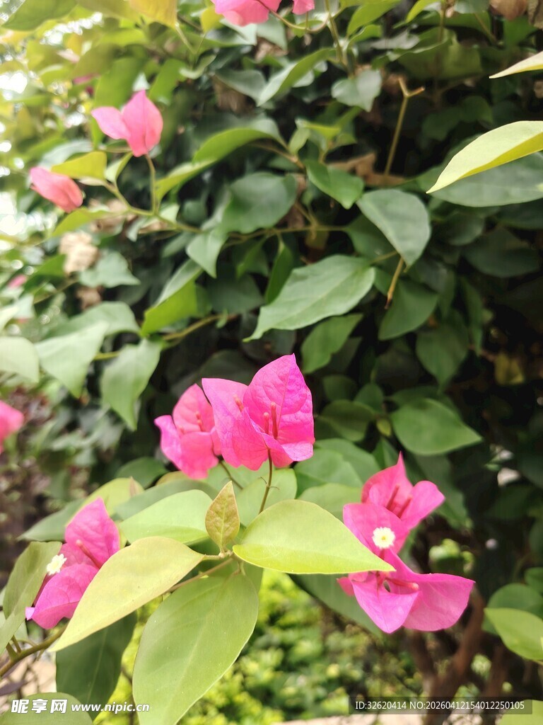 娇艳三角梅绽放绿叶间