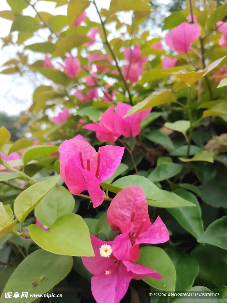 娇艳三角梅绽放