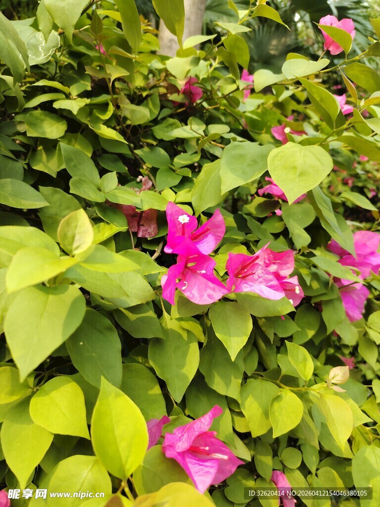 绿叶丛中的娇艳粉花