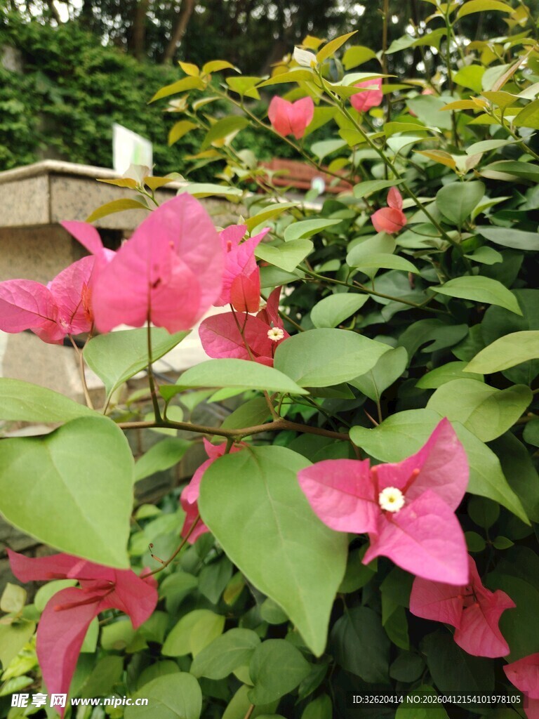 娇艳三角梅绽放绿叶间