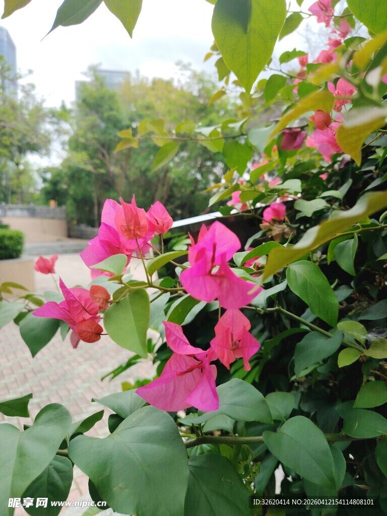 娇艳三角梅绽放绿叶间