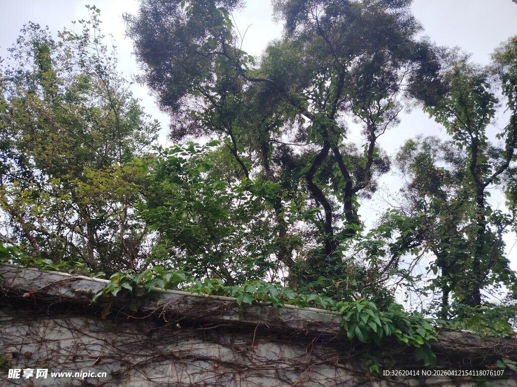 石墙上繁茂的绿植