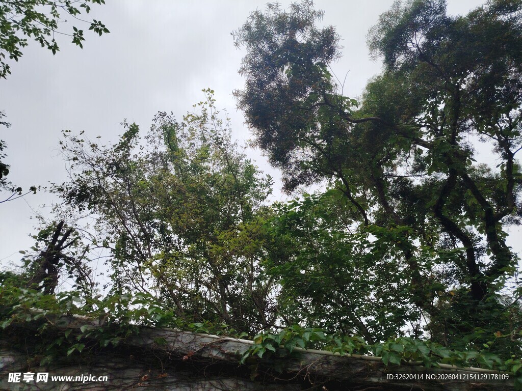 繁茂绿植覆盖的古老墙面