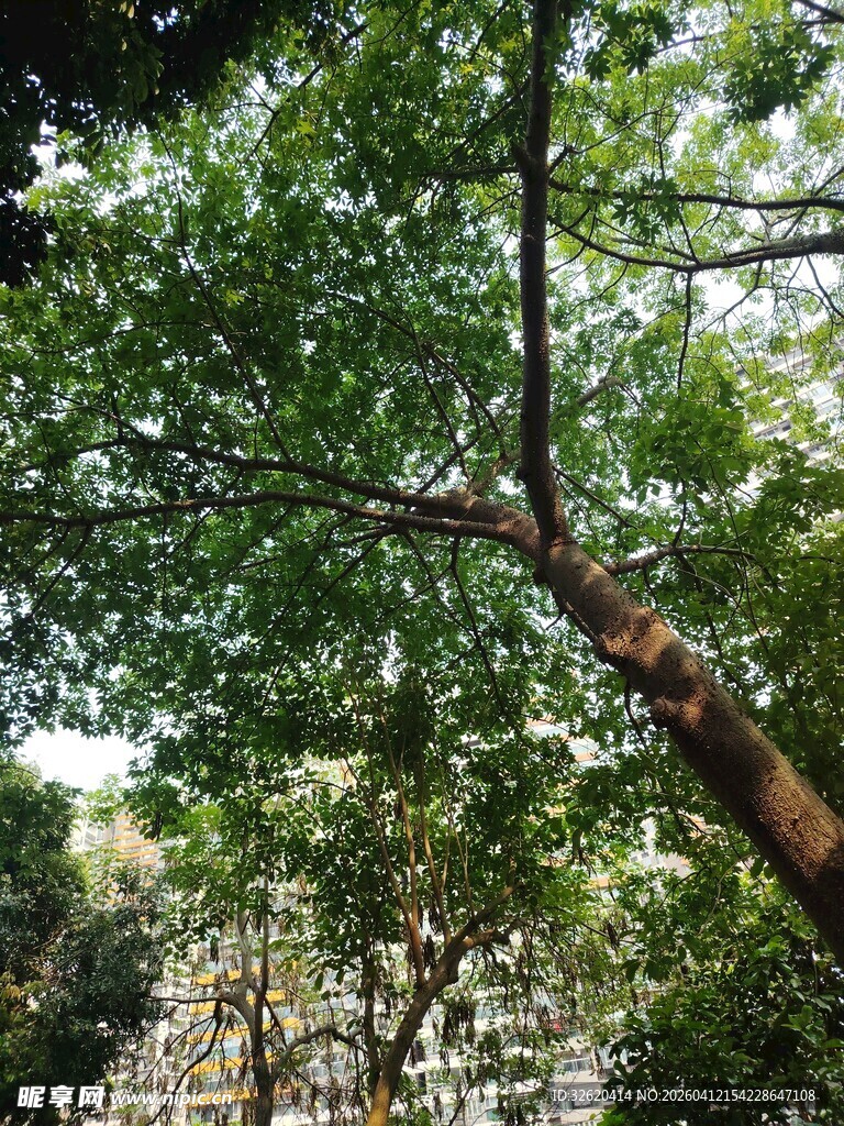 繁茂绿树展现自然生机