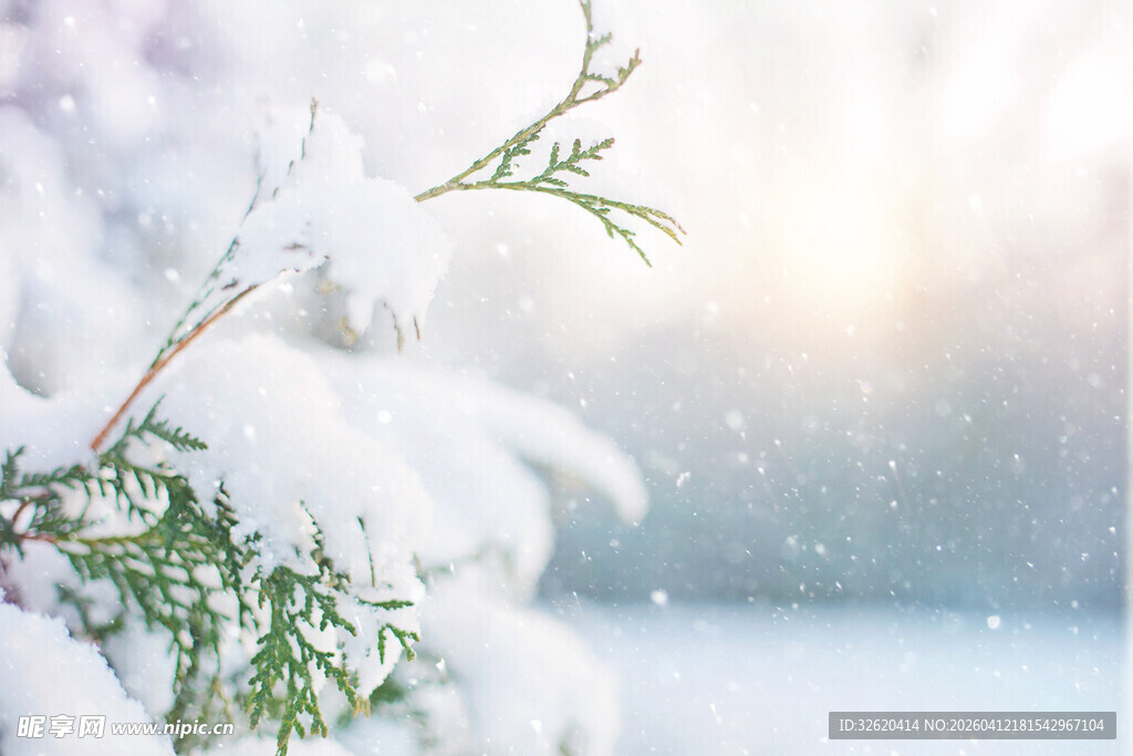 雪覆松枝的冬日美景