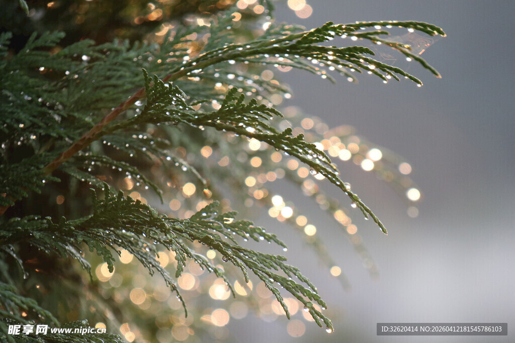 阳光下带露珠的松枝美景