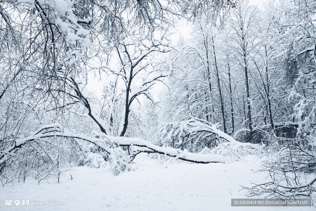 冬日雪景中的静谧树林