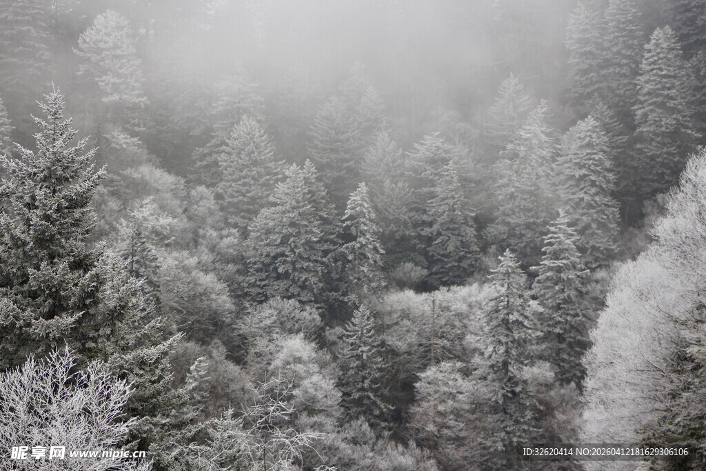 雪覆森林的静谧冬日景象