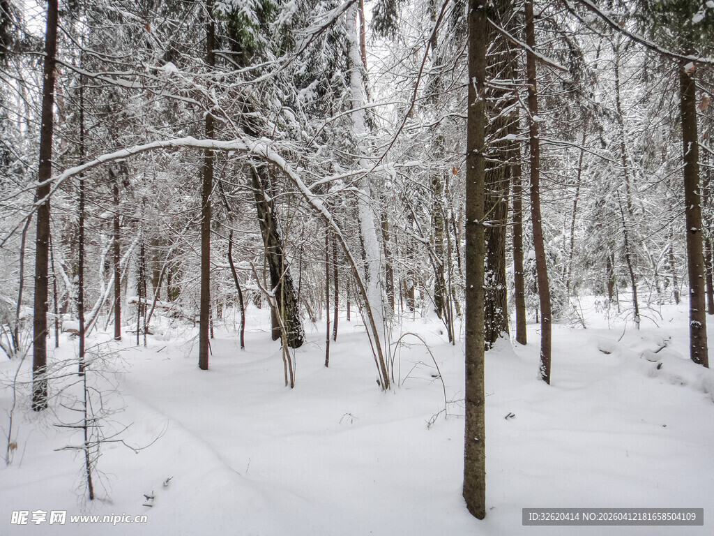 冬日雪覆森林美景