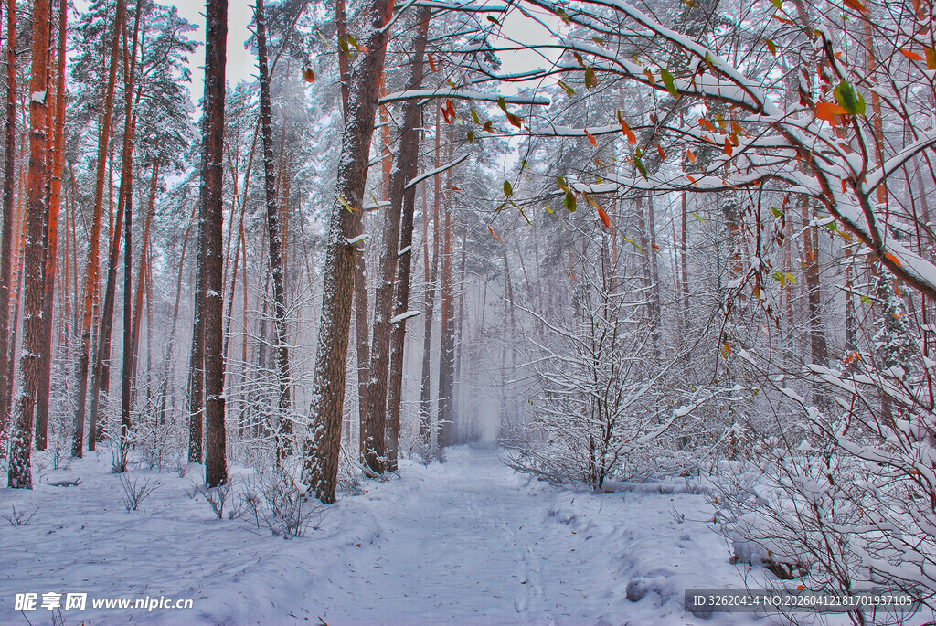冬日雪覆森林幽径