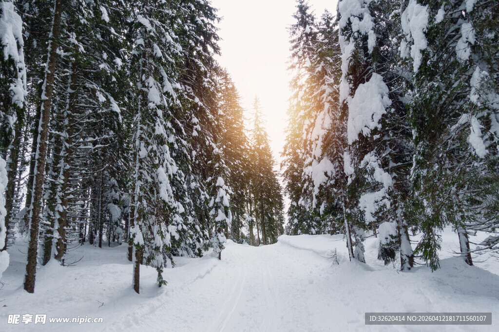 冬日雪林阳光小道