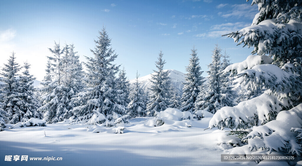 冬日雪景中的银白松林