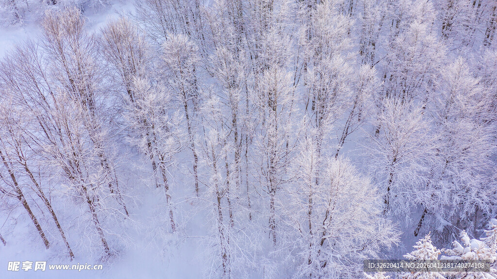 冬日雪覆树林美景