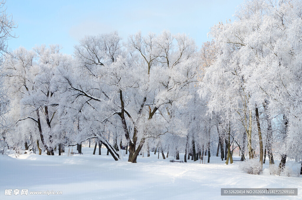 冬日雪覆树林美景