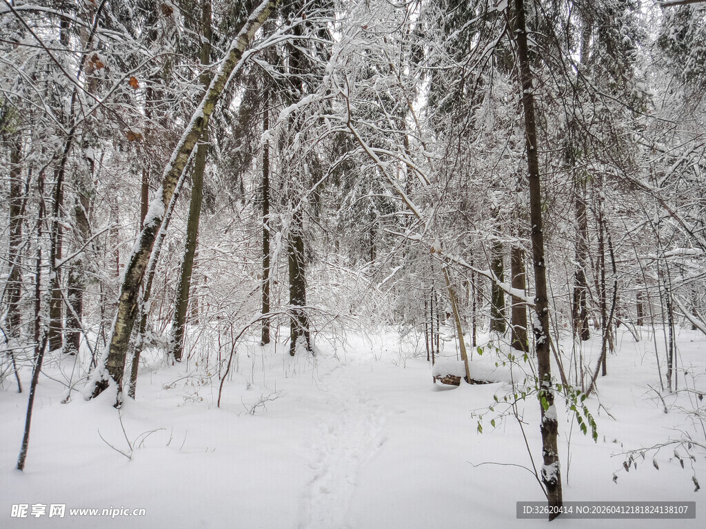雪覆森林