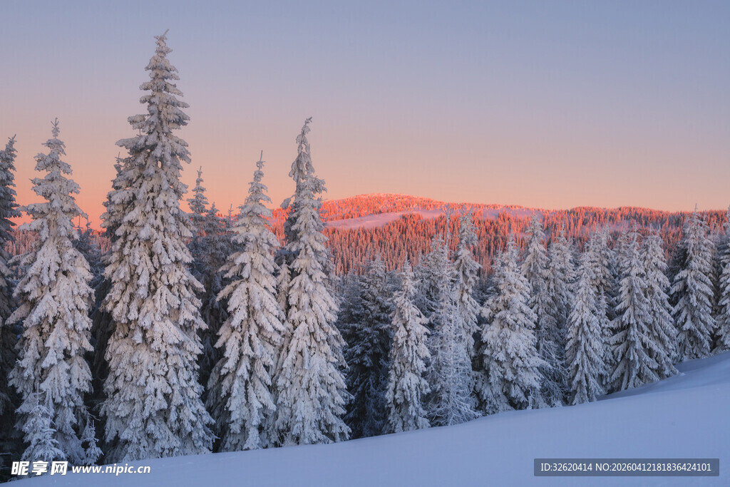 雪覆松林的壮丽日出