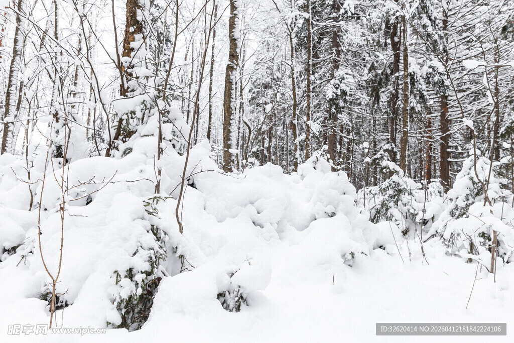 冬日雪覆森林