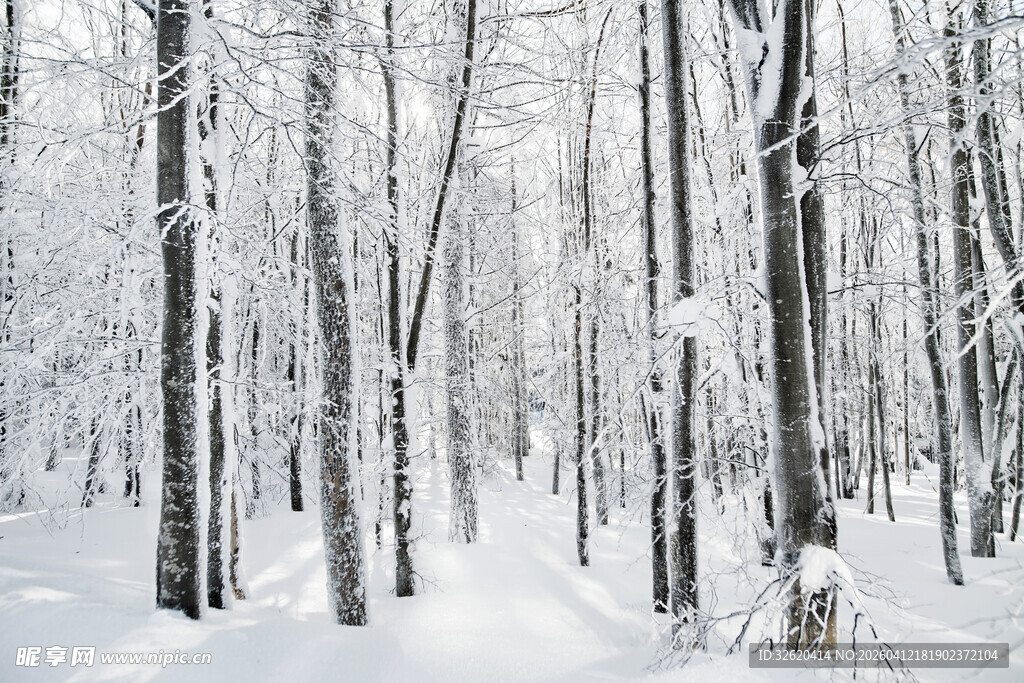 冬日雪覆树林