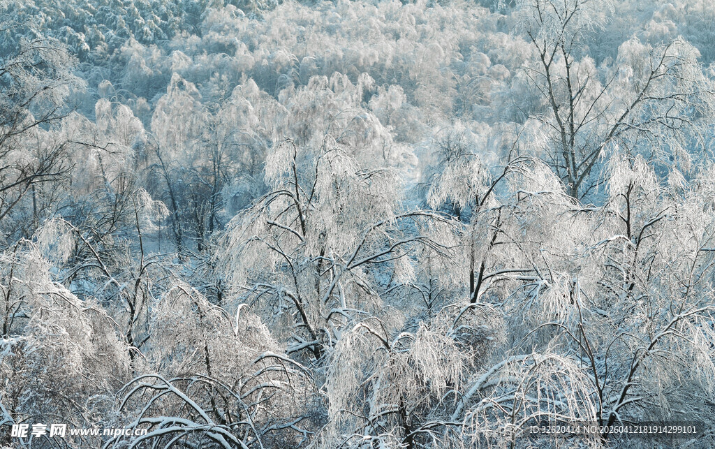 冬日银装素裹森林
