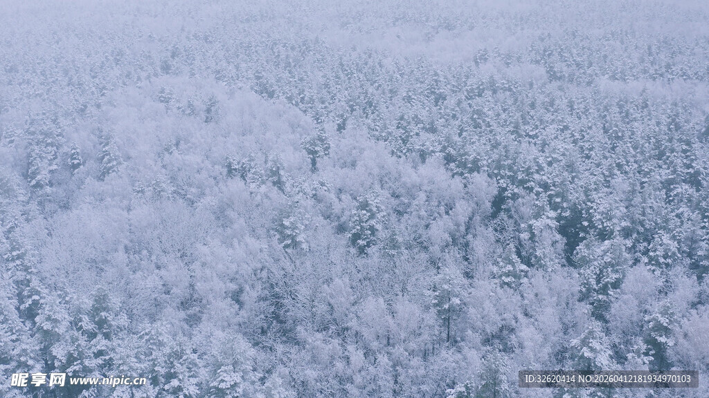 冬日雪覆森林